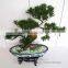 wholesale artificial home bonsai tree for sale live cypress tree