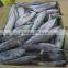Frozen Bonito