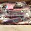 organic seafood ,frozen black squid,illex squid,loligo squid