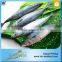 Frozen Mackerel From China Seafood Market