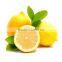 Fresh citrus fruits /Yellow Eureka Fresh Lemon