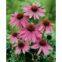 Echinacea Purpurea extract