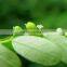 Premium Grade Phyllanthus niruri Powder Sales And Export