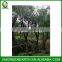 Callistemon viminalis diameter 20-25cm (1)