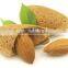 Pure and Organic Carrier Sweet Almond Oil