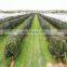 America market Agricultural 100% HDPE Material Protect Plants Anti Bee Net