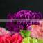 New purple crystal price fresh cut flowers carnation