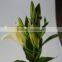 Love theme Siberia white fresh cut lilies flower