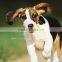 2015 Wholesale dog accessories, foldable frisbee blank