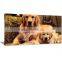 Framed Dog Animal Canvas Painting Art Livingroom and Bedroom Decor DWYS21