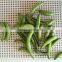 Supplying VF dried Green Bean Crisps for Hot Sale