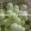 2016 New Crop IQF Frozen Shallot Dices