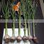 Liliaceous Vegetabless Product Type and Garlic Type High Quality Fresh Normal White