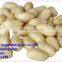 blanched peanut kernels