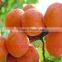 Canned Food,Canned Fruit,Canned Apricots Halves In Syrup
