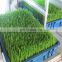 high performance soybean sprouts grow machine, barley sprouting machine