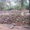Coconut Supplier in India