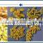 automatic high quality professional short pasta extruder