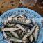 Good quality BQF packing land frozen sardine fish