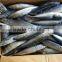 HACCP and EU Pacific mackerel fish frozen mackerel prices