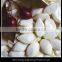 China Snow White Pumpkin Seeds