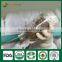 Golden Fields Supplier of Shiitake Spawn Mycelium Growing Bag Shiitake Mushroom Growing Kits