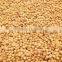 Sorghum, Sorghum Grains, Red Sorghum for Human and Animal Feed, for sale