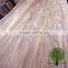 gurjan veneer burckella veneer