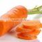 supply good quality sweet carrot with best price for sale