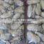 iqf frozen oyster meat for sale
