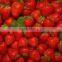 STRAWBERRY FOR SALE