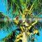 Coconut seedling