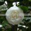 All Camellia japonica variety