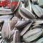 Chinese Bulk Hybrid Sunflower Seeds 5009 for Eating