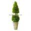 New potted boxwood topairy preserved