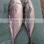 Fresh Fish bonito tuna frozen eastern little tuna 750G+ for sale