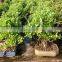 Ficus microcarpa 35cm pot bonsai tree