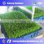 Farm fodder system grow mung bean sprout making machine