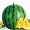 Early matured yellow flesh hybrid watermelon seeds Small Phoenix