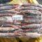 china frozen illex squid
