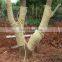 rice straw rope making machine spinning machine wheat straw straw-rope twisting machine