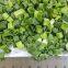 New harvest wholesales freeze dried spring onion