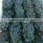 Chinese Fresh Black Globe Grape