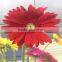 Hot Sale Gerbera Fresh Flower Decoration