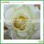 China wholesale real touch rose artificial flowers