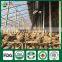 Mushroom Seeds for Sale,Organic Shiitake Mushroom,Mushroom Spawn for Sale