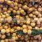 FRESH LONGAN FRUIT WITH BEST PRICE ANSD GOOD QUALITY