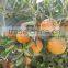 Egyptian citrus fruits for export, Mandarin type (Fremont- Celemntina), new season