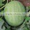 Hybrid f1 watermelon seeds-Beautiful exquisite