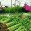 2016 hot sale fast growth small celery seeds for growing-125